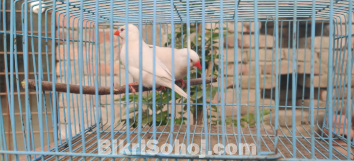 Long tailed finch লং টেইলড ফিন্চ